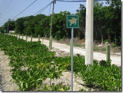2015.07.11 b Tulum-Akamul, Quintana Roo, Mexico (6) (640x479)
